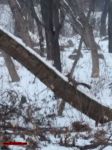 Име : 2019-01-19-Kurban2019-006.jpg
Големина : 166KB
Размери : 1024x1365
Дата на добавяне : февруари 03 2019 2019-01-19-Kurban2019-006.jpg